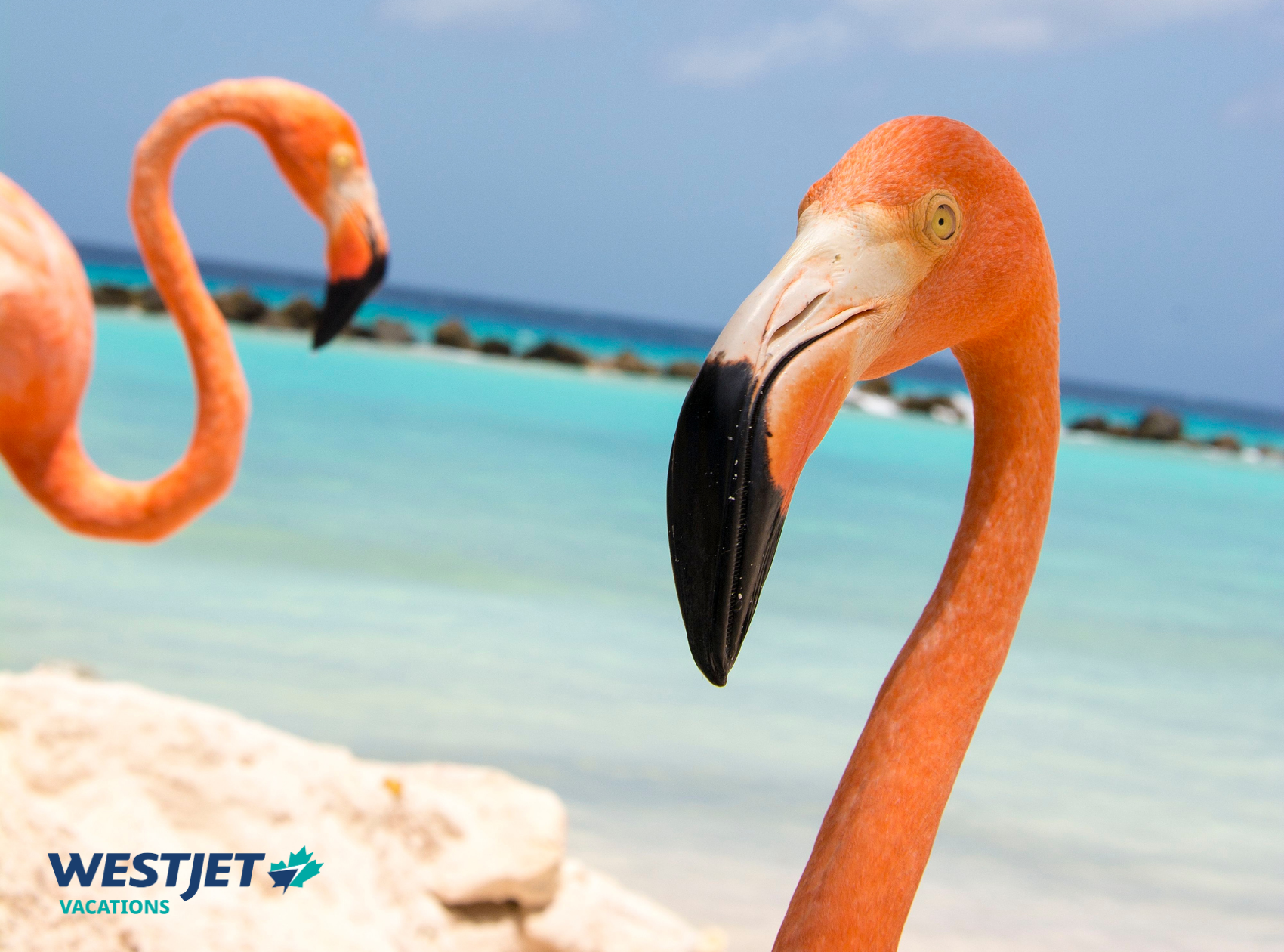 Discover Paradise with WestJet Vacations in Aruba!